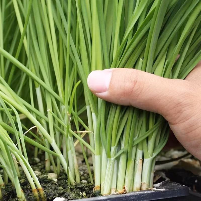 Chất alliums có trong lá hẹ cũng có thể ngăn ngừa và hỗ trợ điều trị một số bệnh ung thư, bổ sung lá hẹ vào bữa ăn hàng ngày sẽ rất tốt cho sức khoẻ.