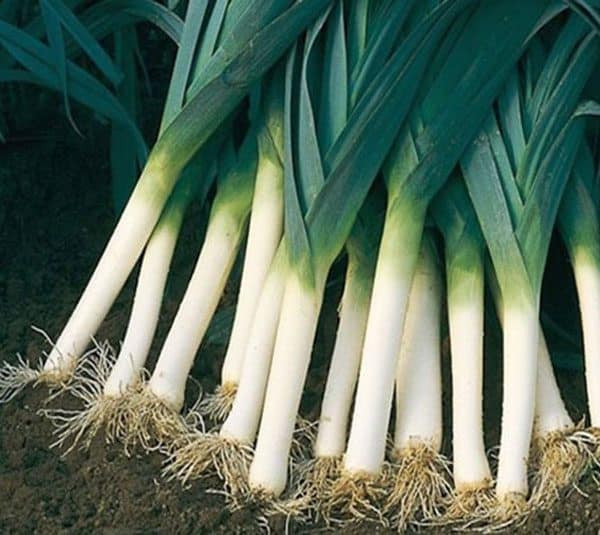 Bệnh nhân mắc bệnh gan thường có chức năng tiêu hóa yếu, trong khi hàm lượng chất xơ thô trong tỏi tây tương đối phong phú và dai, dạ dày và ruột không dễ tiêu hóa. Thường xuyên ăn tỏi tây dễ khiến bệnh gan trở nên trầm trọng hơn và tăng gánh nặng cho gan.