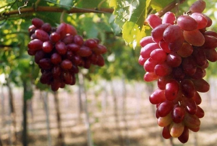 Theo nghiên cứu, một chén nho chứa tới 27 gr carbohydrate vượt khỏi sức chứa của cơ thể làm mất cân bằng dinh dưỡng. Khi dùng quá nhiều nho dẫn đến quá tải carbohydrate và thiếu protein và chất béo. Ăn càng nhiều thì càng béo, vì vậy, bạn nên cố gắng ăn ít nho trong quá trình giảm cân.