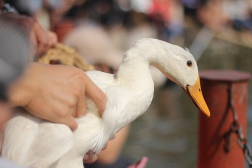 Qua trường hợp này, các bác sĩ nhắc nhở rằng, những người thường xuyên tiếp xúc gần với chim và gia cầm có nguy cơ nhiễm Chlamydia psittaci rất cao.