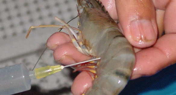 Thứ nhất là hải sản bị bơm nước: Loại hải sản bị bơm nước này có một đặc điểm dễ nhận thấy là thể tích của chúng tương đối lớn so với các loại hải sản khác, khi dùng tay ấn vào sẽ thấy rất nhiều nước rỉ ra. Về cơ bản, loại hải sản này đều bị can thiệp bởi con người.