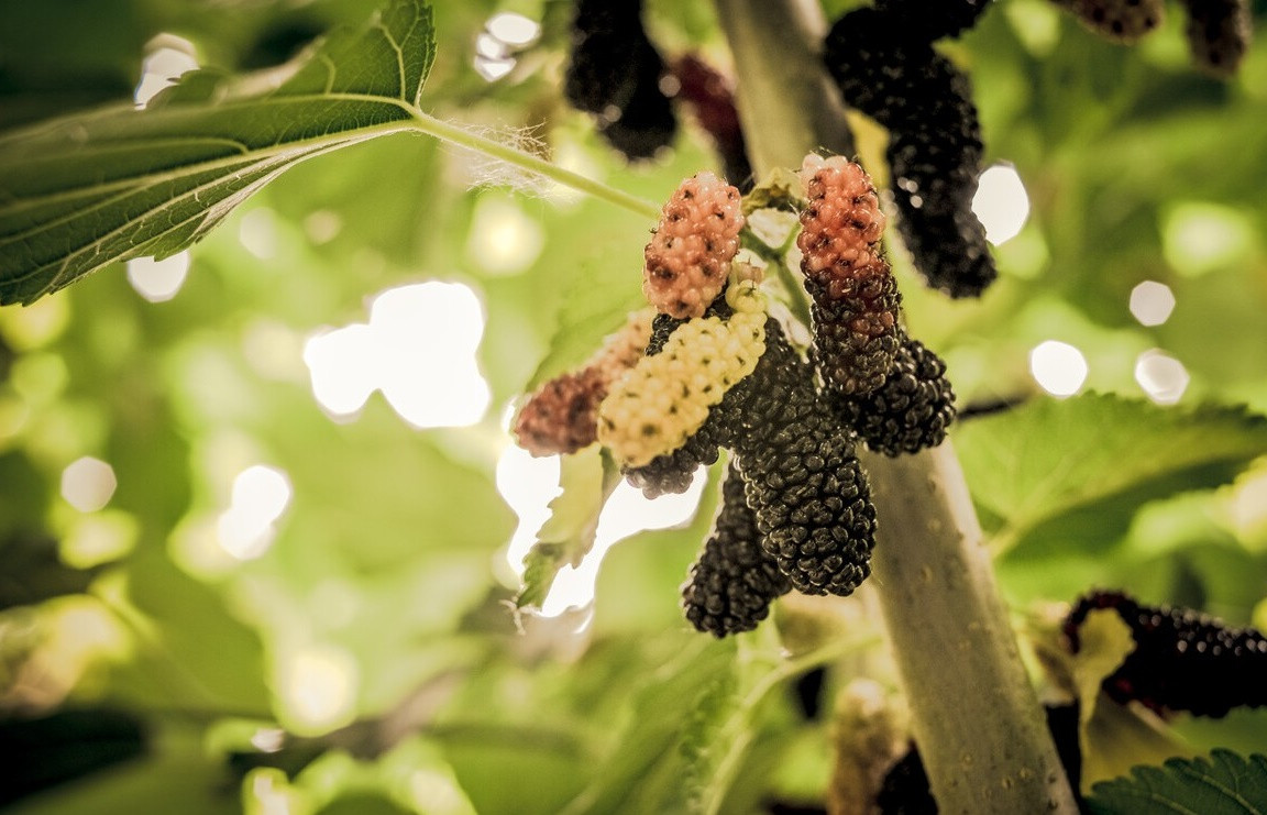 Bạn đã bao giờ nghe đến một loại nấm gọi là nấm thượng hoàng chưa? Đây là loại nấm ký sinh trên cây dâu tằm, còn được gọi là bảo bối của dâu tằm, giá trị sánh ngang với vàng.