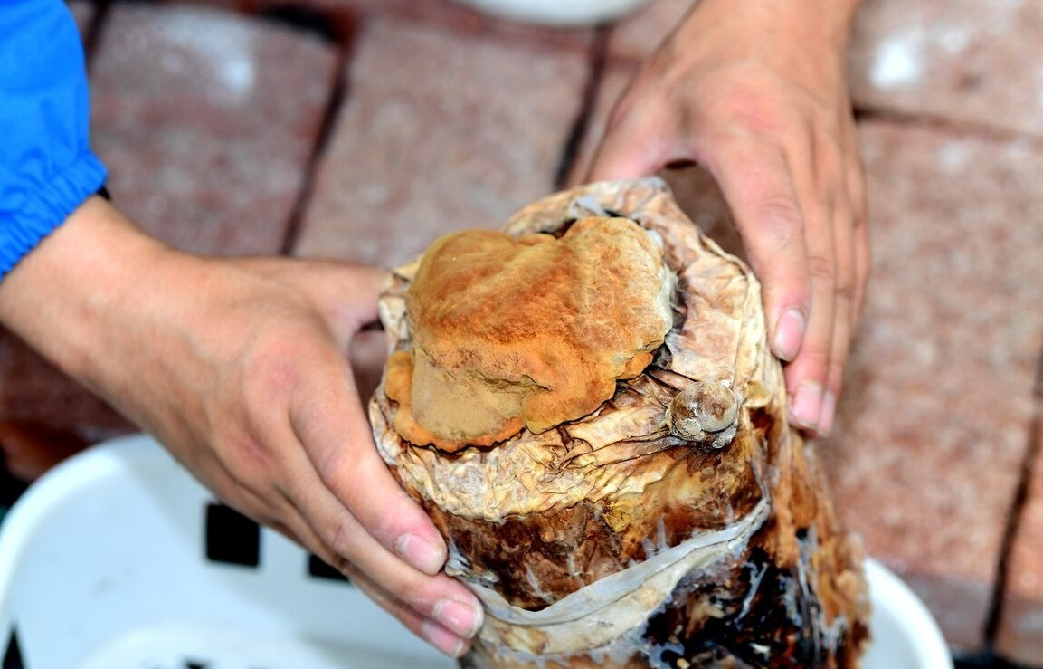 Không chỉ thế, trường Y khoa Harvard báo cáo rằng nấm thượng hoàng có chứa tác nhân chống ung thư đầy hứa hẹn cùng với cơ chế đằng sau hoạt động chống ung thư của nó.