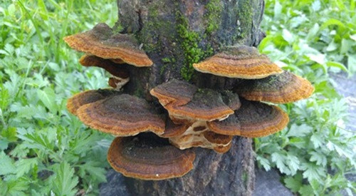 Nấm thượng hoàng cũng có chứa chất Hispidin bảo vệ chống lại stress hydrogen peroxide gây ra oxy hóa trong MIN6N β tế bào tuyến tụy.