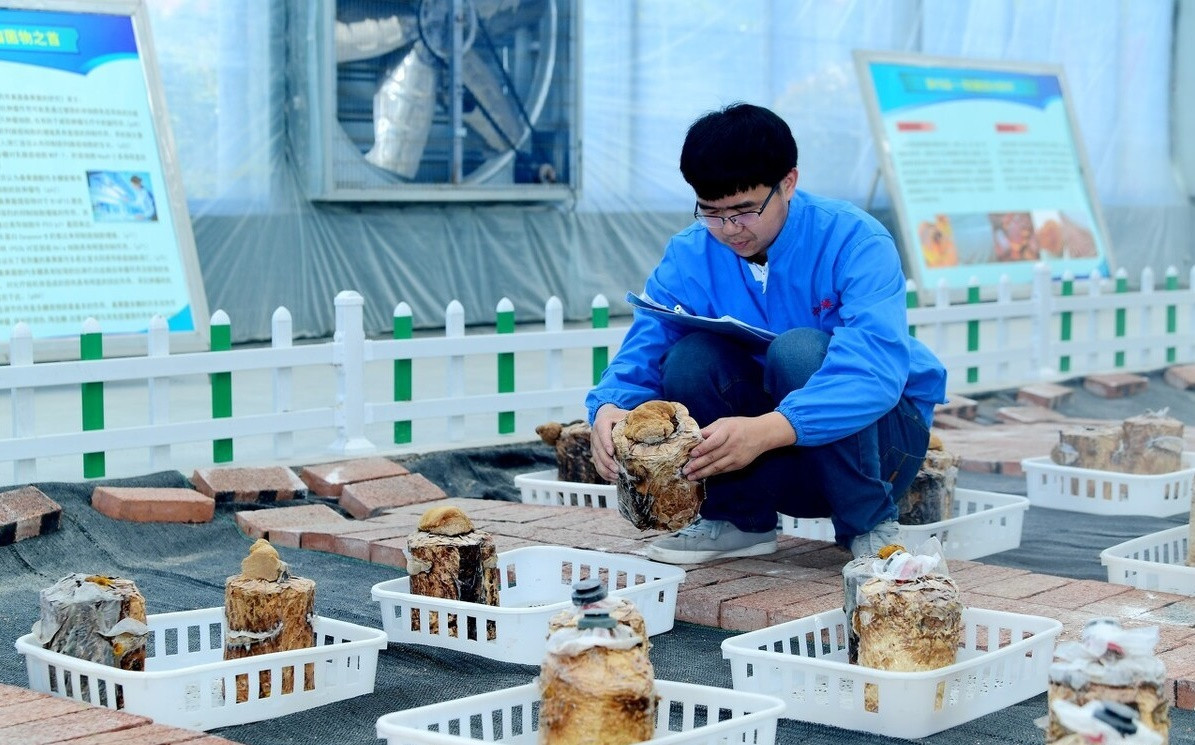 Cụ thể, các nhà nghiên cứu phát hiện ra rằng, chiết xuất nấm thượng hoàng có thể tăng hiệu quả của các loại thuốc chống khối u được sử dụng để điều trị ung thư, kiềm chế viêm và ngăn chặn sự phát triển, lây lan khối u ung thư.