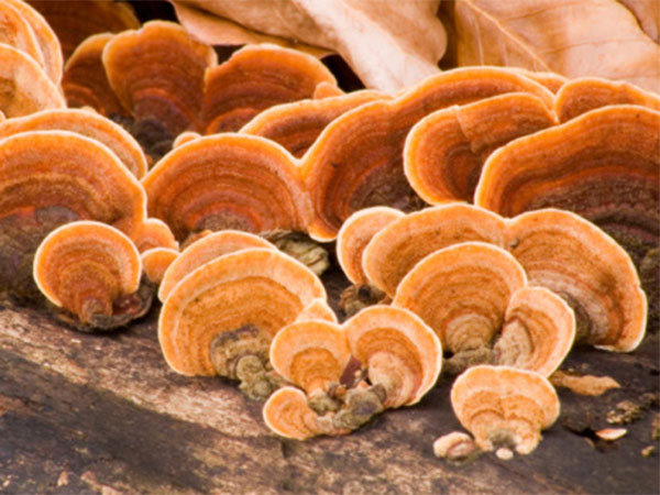 Có thể giúp ức chế sự phát triển của bệnh tiểu đường loại 1, một bệnh tự miễn dịch trong đó hệ thống miễn dịch của cơ thể phá hủy các tế bào beta tuyến tụy chịu trách nhiệm sản xuất insulin.