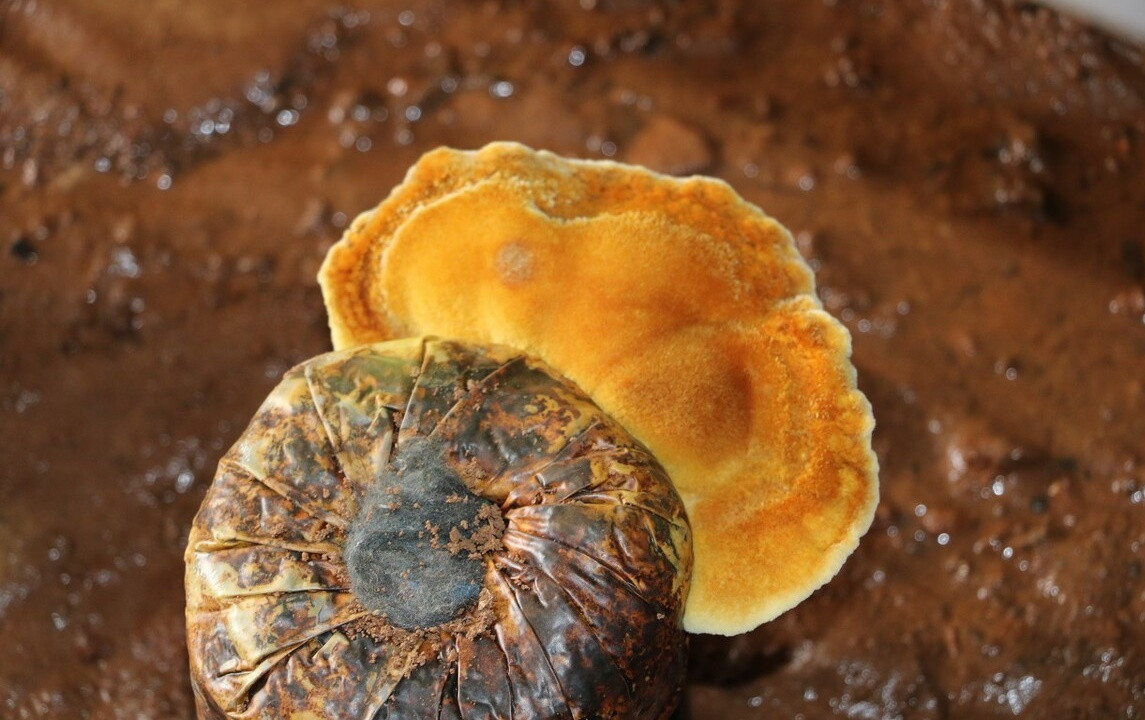 Theo tìm hiểu, từ rất lâu về trước, nấm thượng hoàng đã được sử dụng trong y học cổ truyền Trung Quốc. Nó được cho là có khả năng kích thích hệ thống miễn dịch, bảo vệ sức khoẻ cực tốt.