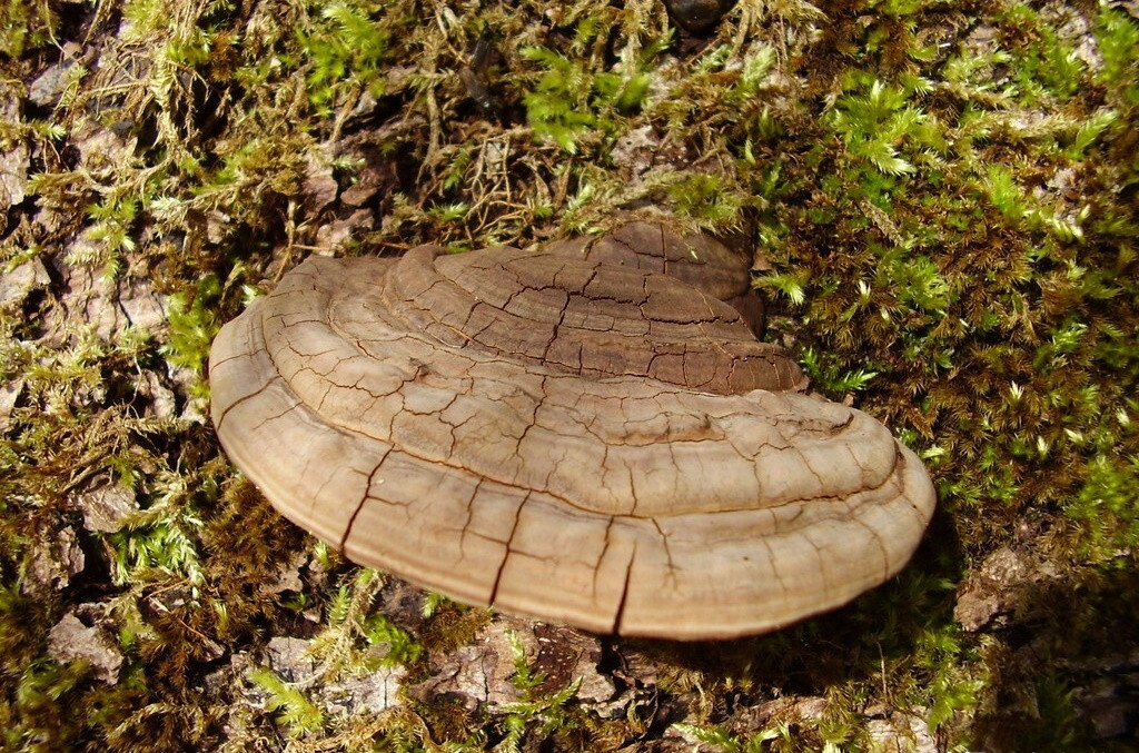 Một đánh giá năm 2019 đã lưu ý rằng, nấm thượng hoàng có chứa các hợp chất hoạt tính sinh học polysaccharides, triterpenoids, phenylpropanoids, furans có tác dụng chống ung thư, chống viêm, điều hoà miễn dịch, chống oxy hoá, chống nấm, cải thiện đái tháo đường, bảo vệ gan và thần kinh.