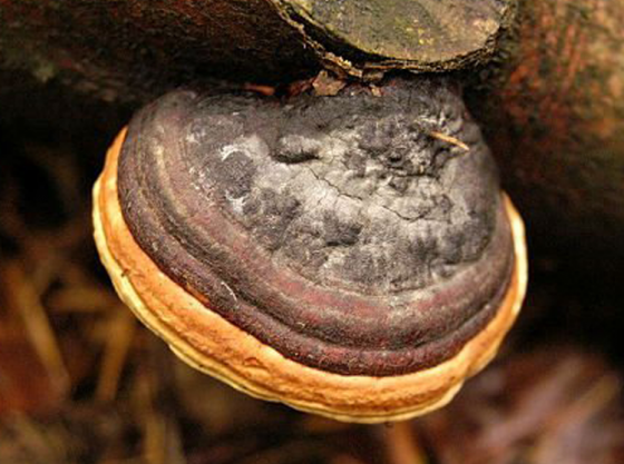 Trong nấm thượng hoàng có chứa thành phần Adenosine cấu tạo gồm nucleoside và purine, giúp tăng cường sự trao đổi chất và năng lượng, ngăn ngừa sự phân mảnh của tiểu cầu có thể gây ra tắc nghẽn trong hệ thống tuần hoàn.