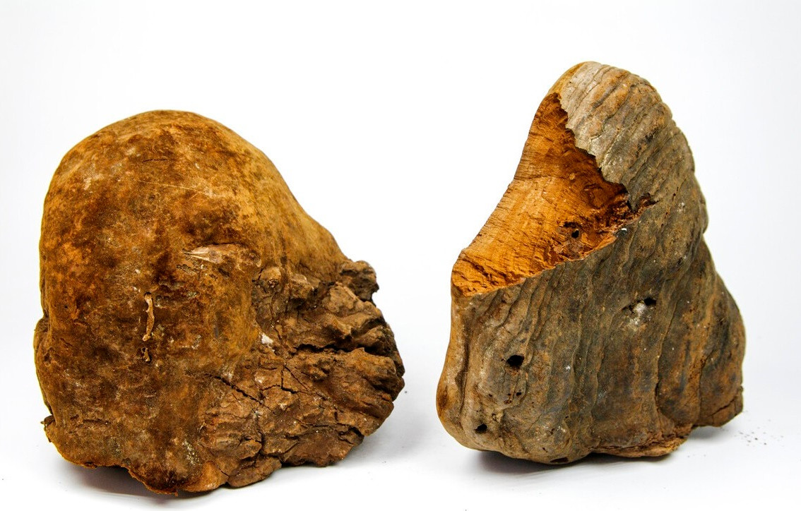 Nấm thượng hoàng khó lấy, muốn lấy được phải dùng các dụng cụ chuyên dụng như búa, đục. Nhưng nếu lấy được, bạn sẽ có loại nấm dược liệu rất quý, chẳng khác nào nấm linh chi.