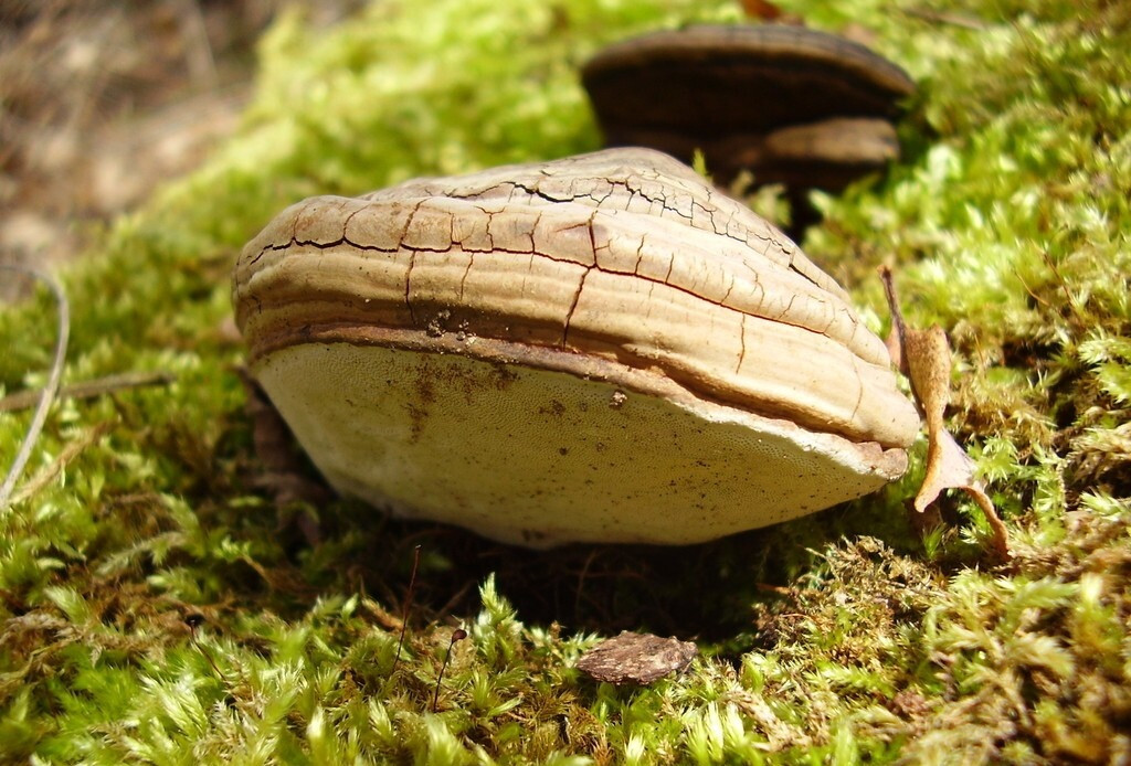 Y học cổ truyền thường kết hợp nấm thượng hoàng với các loại nấm dược liệu khác như nấm linh chi và nấm maitake để điều trị các bệnh về gan, huyết áp, tim, bệnh chàm, tiêu chảy, tiểu đường, ung thư. Ngoài ra, nấm thượng hoàng cũng được dùng để giảm viêm và giảm đau.