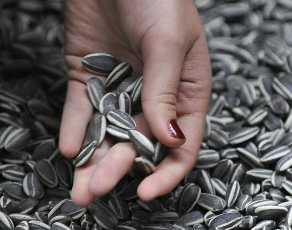 Điều này khiến mọi người trong gia đình khiếp sợ, người bình thường làm sao có thể mắc bệnh xơ gan. Hóa ra tất cả là do ông Dương ăn quá nhiều hạt dưa, hạt hướng dương khiến cơ thể tích tụ quá mức chất béo và axit béo không no, dẫn đến hiện tượng gan mất cân bằng chuyển hóa.