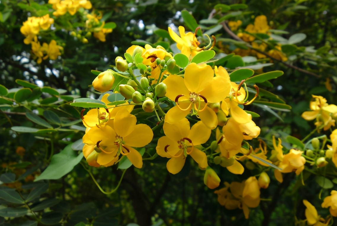 Lý giải lý do tại sao cây Diệt Xà Môn có thể đuổi rắn, các nhà thực vật học cho rằng, thực ra việc này về cơ bản cũng giống như trồng bạc hà để đuổi muỗi. Nguyên lý là cây sẽ phát ra mùi lạ không thể chấp nhận được đối với một số động vật, từ đó có xua đuổi chúng.