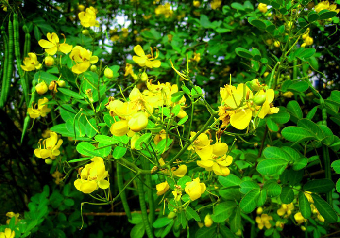 Đặc biệt, Diệt Xà Môn không chỉ được dùng ở các nước châu Á, mà còn ở các quốc gia khác.