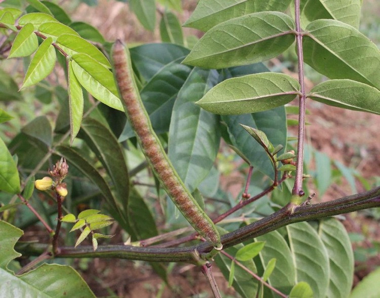 Được biết, dân gian còn tin rằng Diệt Xà Môn có tác dụng trị rắn độc cắn, bôi ngoài có thể giải độc, giảm sưng đau. Tại Trung Quốc, người ta dùng hạt nó để chữa đau bụng đi lỵ, táo bón và ăn uống không tiêu, đầu nhức mắt mờ.