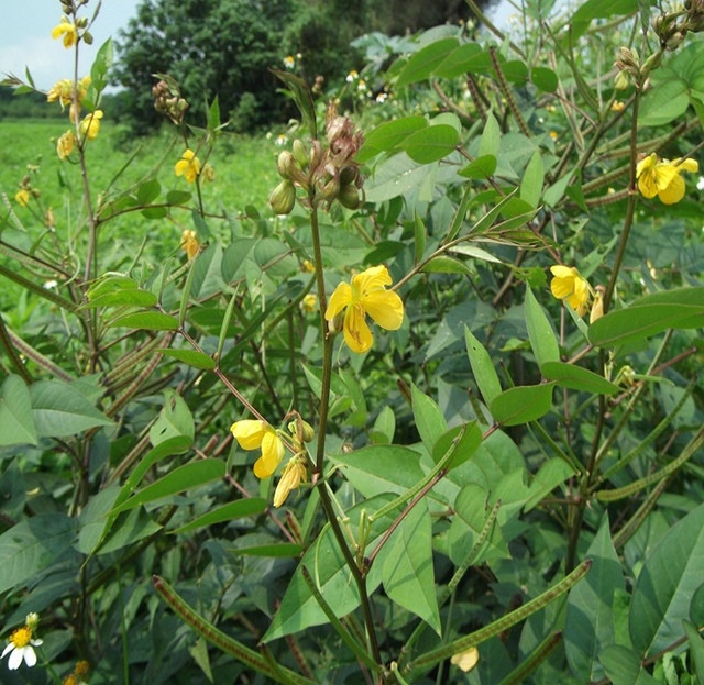 Theo tìm hiểu, Diệt Xà Môn còn có tên khác là Sơn Lục Đậu hay Vọng Giang Nam. Cây nhỏ cao 0,6-1m thân dưới hóa gỗ. Toàn thân nhẵn không có lông. Lá mọc so le, kép lông chim nhẵn; lá chét dài 4–9 cm, mọc đối, hình trứng thuôn, không cuống, phiến lá lệch ở phía cuống. Toàn lá dài 20 cm.
