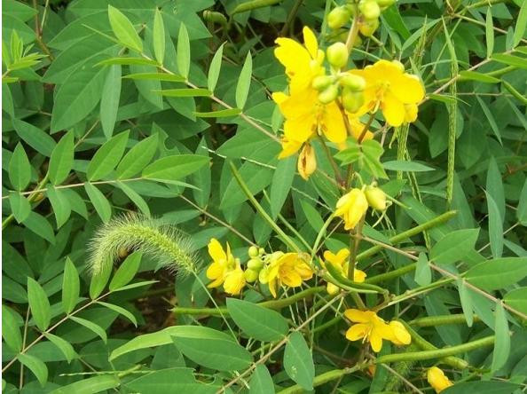 Mùa hoạt động thường xuyên của rắn độc là mùa hoa Diệt Xà Môn nở nhiều nhất, khi hoa nở thì toàn cây sẽ tỏa ra mùi hương thơm nồng. Đặc biệt vào tháng 6 đến tháng 9, mùi này rất nồng nặc, rất mạnh mẽ, sảng khoái, nhưng rắn độc rất ghét mùi này.