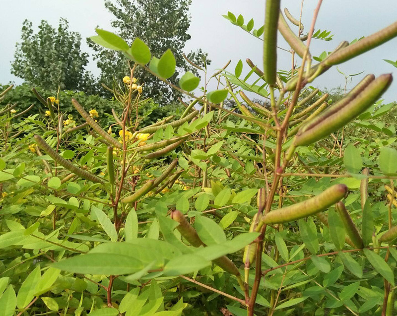 Vào mùa thu, hoạt động của các loài bò sát điển hình là rắn phát triển rất mạnh. Khi bắt gặp rắn trong tự nhiên, chưa cần biết là rắn độc hay rắn không độc, mọi người thường rất sợ hãi và tìm cách xua đuổi hoặc giết chúng. Ảnh minh họa.