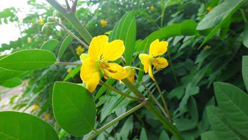 Ở các vùng nông thôn, người ta phun thuốc diệt rắn, hoặc trồng một số loại cây có tác dụng xua đuổi rắn. Trong số những cây này có cây được gọi là Xà Diệt Môn, tương truyền nó là kẻ thù của rắn độc. Rắn độc nhìn thấy xà diệt môn sẽ đi đường vòng, không dám đến gần. Chỉ cần trồng cây này trước cổng, rắn sẽ không vào nhà.