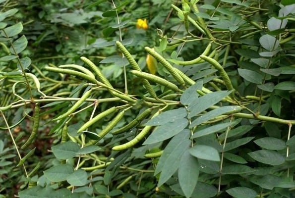 Diệt Xà Môn có sức sống bền bỉ và khả năng sinh sản mạnh nên có thể bắt gặp ở nhiều vùng quê. Người dân cũng thích trồng nó gần sân nhà để ngăn rắn độc vào nhà và cắn người. Một số lão nông thường xuyên ra vào núi sâu cũng lấy hoa của cây Diệt Xà Môn cùng tỏi, cây thục địa, hùng hoàng gói theo người để ngăn rắn tiếp cận.