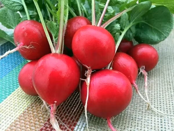 Bệnh nhân tiểu đường nếu ăn củ cải đường sẽ bị tăng đáng kể lượng đường trong máu. Ngoài ra, củ cải vẫn là một loại thực phẩm có hàm lượng calo cao, không nên dung nạp lúc đói, cũng không có lợi cho việc kiểm soát lượng đường trong máu, không thích hợp với những người béo phì, bệnh tiểu đường.