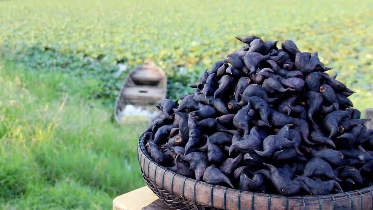 2. Củ ấu: Đây là thực phẩm có hàm lượng tinh bột cao, ăn nhiều dễ khiến đường huyết tăng cao, hàm lượng kali trong củ ấu cũng nhỉnh hơn hẳn các loại rau khác, bệnh nhân tiểu đường và bệnh thận rất dễ bị tăng kali máu nếu cố tình ăn vào.