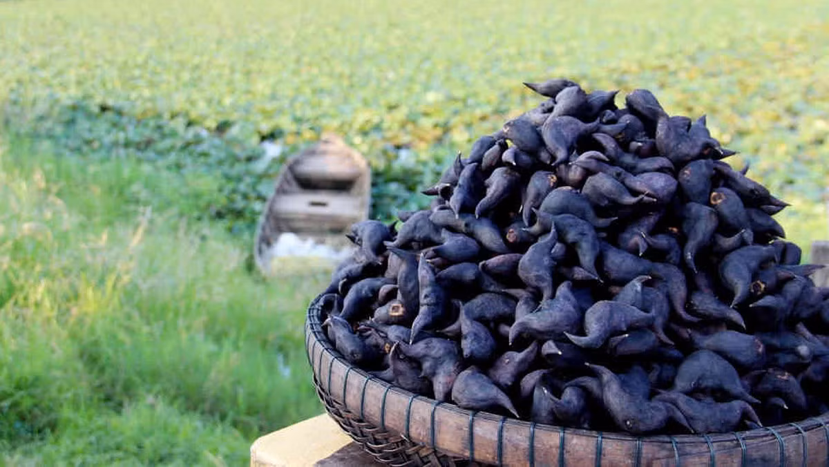 2. Củ ấu: Đây là thực phẩm có hàm lượng tinh bột cao, ăn nhiều dễ khiến đường huyết tăng cao, hàm lượng kali trong củ ấu cũng nhỉnh hơn hẳn các loại rau khác, bệnh nhân tiểu đường và bệnh thận rất dễ bị tăng kali máu nếu cố tình ăn vào.