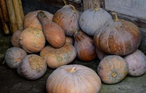 3. Bí ngô già: Bí ngô già có vị ngọt, thơm ngon, giàu chất xơ, nhiều calo và đường, nếu ăn quá nhiều dễ làm tăng đường huyết. Một số người thích hấp bí cho mềm để dễ ăn, dễ tiêu hóa hơn. Thực tế đây lại là hành động giúp đường huyết tăng cao, rất bất lợi cho việc kiểm soát đường huyết.