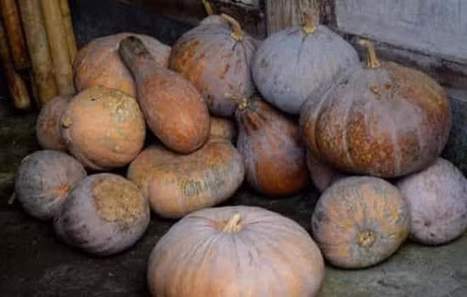 3. Bí ngô già: Bí ngô già có vị ngọt, thơm ngon, giàu chất xơ, nhiều calo và đường, nếu ăn quá nhiều dễ làm tăng đường huyết. Một số người thích hấp bí cho mềm để dễ ăn, dễ tiêu hóa hơn. Thực tế đây lại là hành động giúp đường huyết tăng cao, rất bất lợi cho việc kiểm soát đường huyết.