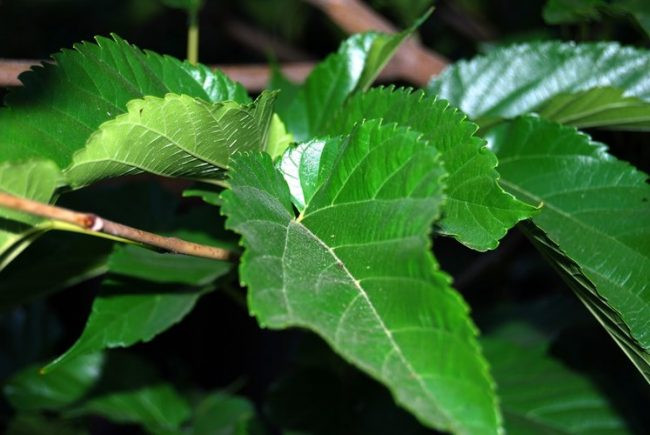 Chất này có thể ức chế sự phân hủy disaccharid thành monosaccharid và làm chậm quá trình hấp thu glucose, do đó làm hạ lượng đường trong máu sau bữa ăn, tương tự như tác dụng hạ đường huyết của Acarbose và Miglitol trong thuốc hạ đường huyết.