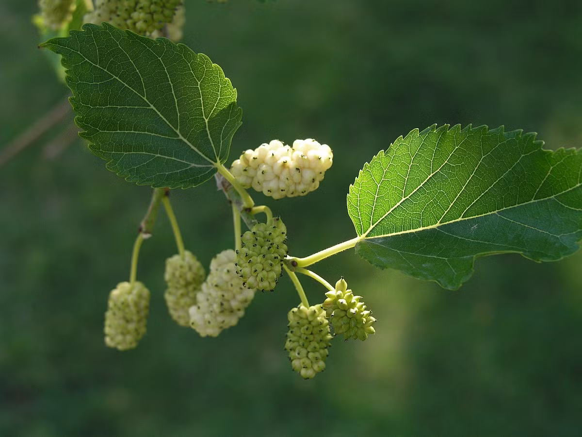 Có một số thông tin cho rằng uống nước lá dâu tằm có thể giúp hạ đường huyết. Tuy nhiên, thực tế khi một số bệnh nhân bị đường huyết tự ý ngưng thuốc và chuyển sang uống nước lá dâu tằm thì không những không hạ được chỉ số đường trong máu mà còn khiến chỉ số này tăng cao hơn. (Ảnh minh họa)
