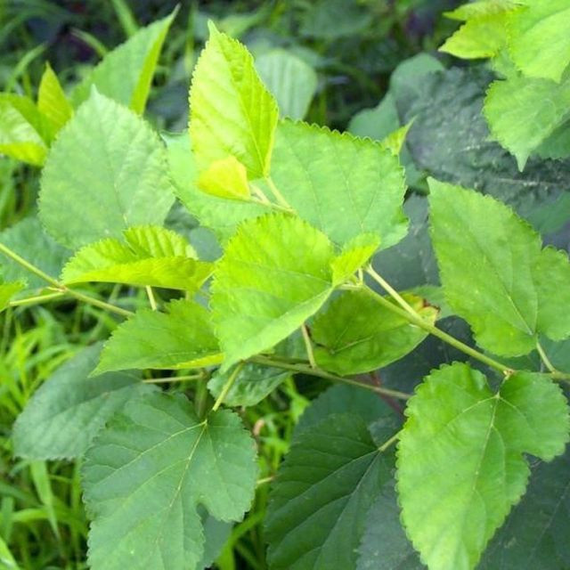 Thêm vào đó, mọi người thường rất chủ quan, nghĩ rằng uống nước dâu tằm thì lượng đường trong máu sẽ không tăng nên ăn uống vô độ, như thế hại hơn lợi nhiều.