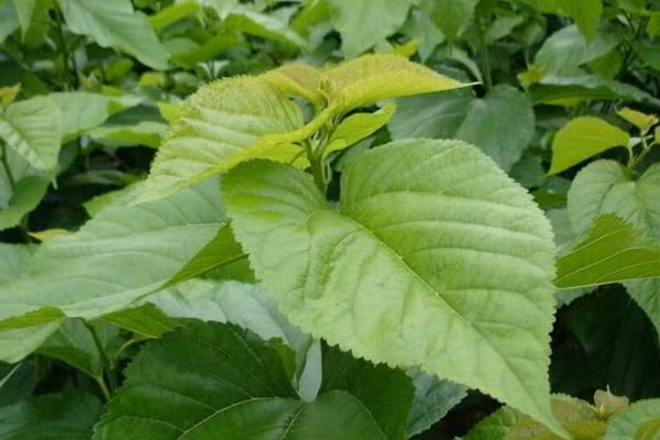 Vì vậy, mọi người tin rằng lá dâu tằm có thể thay thế thuốc tây giúp hạ đường huyết, thế nhưng điều này không đúng. Theo bác sĩ Lâm, thời gian để alkaloid DNJ của lá dâu tằm tác dụng lên các enzym là khoảng 4-6 giờ, không phải loại tác dụng lâu có thể kéo dài cả ngày.