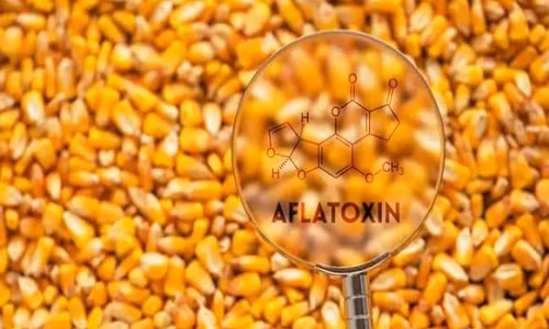 Tiếp theo là chất Aflatoxin sinh ra do thực phẩm bị hư hỏng. Thời tiết nóng và ẩm thường khiến các loại nấm mốc như ngô, gạo, lạc, hạt bông và các loại hạt sinh ra các loại nấm như Aspergillus flavus sau đó tạo ra Aflatoxin, đi vào cơ thể. Aflatoxin tương đối bền và không dễ bị phân huỷ. Ảnh minh họa.
