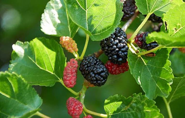 Theo bác sĩ Lâm, người đàn ông nghe hàng xóm mách rằng uống nước lá dâu tằm có thể kiểm soát lượng đường trong máu, nên ông đã tự ý ngừng thuốc theo chỉ định của bác sĩ để uống nước lá dâu tằm. Kết quả, đường huyết không hạ xuống được mà còn ngày càng tăng cao hơn. Cũng may là đi khám phát hiện kịp thời, nếu không sẽ nguy hiểm đến sức khoẻ.