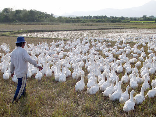 Nếu gia cầm xuất hiện các triệu chứng của bệnh psittacosis, chúng phải được cách ly ngay lập tức và gia cầm bị bệnh phải được xử lý kịp thời. Nếu một người xuất hiện các triệu chứng tương ứng, nên tìm đến sự chăm sóc y tế ngay lập tức.