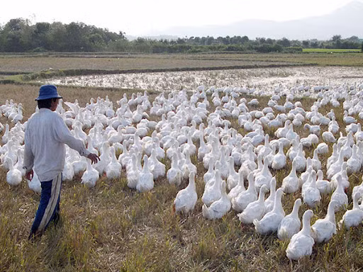 Nếu gia cầm xuất hiện các triệu chứng của bệnh psittacosis, chúng phải được cách ly ngay lập tức và gia cầm bị bệnh phải được xử lý kịp thời. Nếu một người xuất hiện các triệu chứng tương ứng, nên tìm đến sự chăm sóc y tế ngay lập tức.