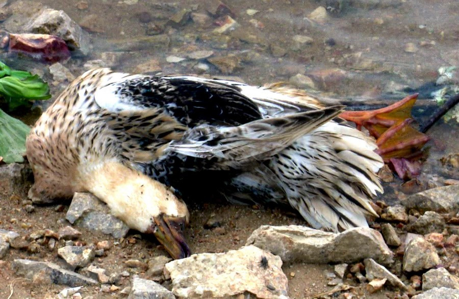 Người yêu chim cần chú ý giữ gìn vệ sinh môi trường nuôi chim, vệ sinh lồng chim hàng ngày, đeo khẩu trang, găng tay khi dọn phân để ngăn chặn vi sinh vật gây bệnh phát tán vào không khí và bị hít vào cơ thể người. Đồng thời, hãy giữ khoảng cách khi mua gia cầm sống và nấu chín kỹ khi ăn gia cầm.