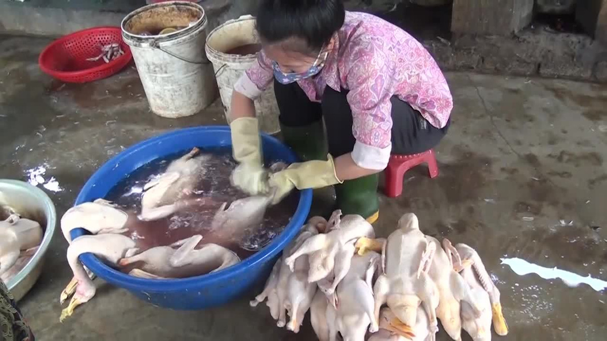 Phó chủ nhiệm khoa truyền nhiễm Uông Quốc Vận hỏi bệnh sử chi tiết và cho rằng bệnh nhân khởi phát cấp tính, tiến triển phổi nhanh, nhiều tổn thương phổi và lượng oxy thấp, phù hợp với bệnh "viêm phổi nặng".