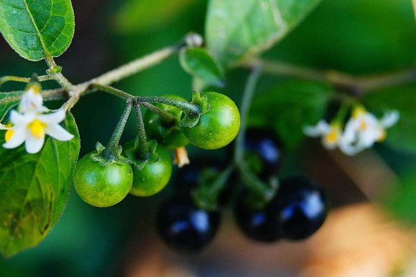 Nghiên cứu của Phòng Khoa học Sinh học và Trung tâm Nghiên cứu Vật liệu Hoạt tính Sinh học, Đại học Quốc gia Chonbuk, Hàn Quốc, cho thấy, chiết xuất ethanol từ quả chín cây lu lu đực có thể được sử dụng như một chất chống oxy hóa và ngăn ngừa ung thư.