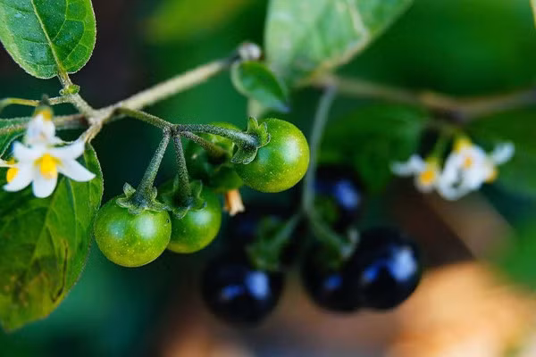 Nghiên cứu của Phòng Khoa học Sinh học và Trung tâm Nghiên cứu Vật liệu Hoạt tính Sinh học, Đại học Quốc gia Chonbuk, Hàn Quốc, cho thấy, chiết xuất ethanol từ quả chín cây lu lu đực có thể được sử dụng như một chất chống oxy hóa và ngăn ngừa ung thư.