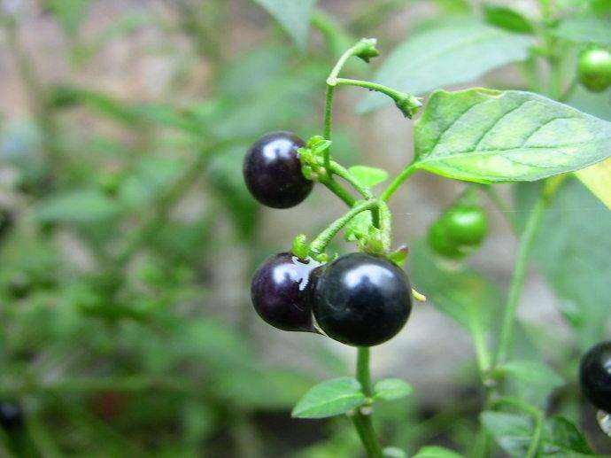 Biết được tế bào ung thư sợ hãi nhất điều gì có thể giúp tất cả mọi người phòng chống ung thư mạnh mẽ. Dưới đây là 2 loại quả dân dã mà tế bào ung thư sợ nhất. Chúng rất phổ biến ở các vùng quê nhưng ít người biết đến.