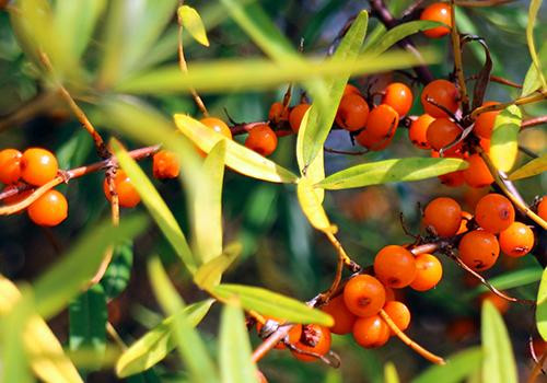 Theo nghiên cứu, dầu hắc mai biển loại dầu duy nhất trên thế giới có chứa cả 4 loại omega là omega-3, omega-6, omega-7 và omega-9. Ngoài ra, nó cũng chứa nhiều vitamin A, B1, B2, C, D, E, K, P, caroten, amino acid, phenol, acid folic và nhiều khoáng chất khác.