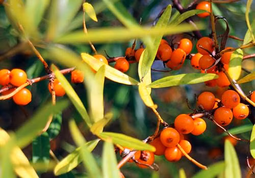 Theo nghiên cứu, dầu hắc mai biển loại dầu duy nhất trên thế giới có chứa cả 4 loại omega là omega-3, omega-6, omega-7 và omega-9. Ngoài ra, nó cũng chứa nhiều vitamin A, B1, B2, C, D, E, K, P, caroten, amino acid, phenol, acid folic và nhiều khoáng chất khác.