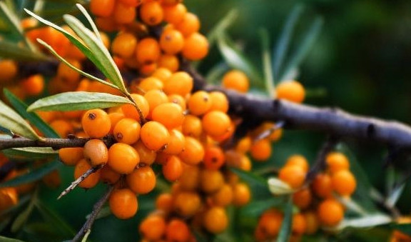 2. Quả hắc mai biển: Có màu vàng cam và rất giàu dinh dưỡng. Dầu chiết xuất từ quả hoặc hạt của loại cây này có màu vàng hoặc cam, được đưa vào nhiều sản phẩm dưỡng da nhờ loạt công dụng chống lão hóa hết sức tuyệt vời.