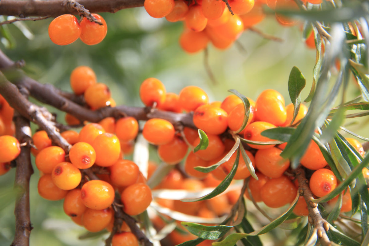 Hơn nữa, nó có thể cải thiện chức năng tự miễn dịch của bệnh nhân ung thư, tăng cường sức đề kháng với bệnh ung thư, giảm tác dụng phụ của xạ trị và hóa trị, thúc đẩy sự phục hồi của bệnh nhân ung thư.