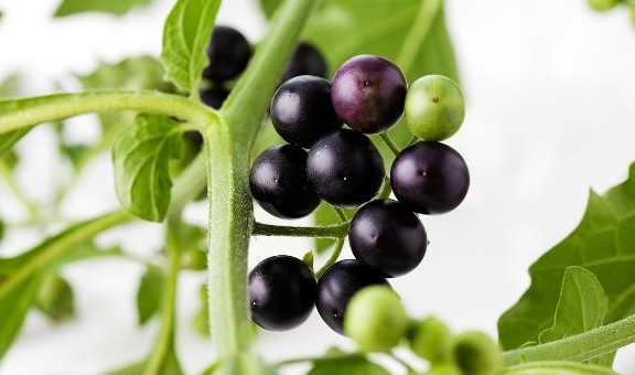 1. Quả cây lu lu đực: Toàn bộ cây lu lu đực có thể dùng làm thuốc, thu hái vào mùa hè và mùa thu, dùng tươi hoặc phơi khô để dùng sau. Vị đắng, tính lạnh, hơi độc, có tác dụng thanh nhiệt giải độc, tiêu thũng, tiêu sưng, dùng đường uống có tác dụng chữa cảm mạo, đau răng, viêm phế quản mãn tính, kiết lỵ, viêm đường tiết niệu, viêm tuyến vú và cả những bất thường về bạch huyết và ung thư, v.v ...