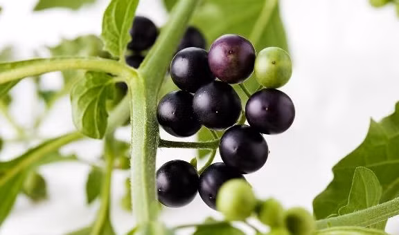 1. Quả cây lu lu đực: Toàn bộ cây lu lu đực có thể dùng làm thuốc, thu hái vào mùa hè và mùa thu, dùng tươi hoặc phơi khô để dùng sau. Vị đắng, tính lạnh, hơi độc, có tác dụng thanh nhiệt giải độc, tiêu thũng, tiêu sưng, dùng đường uống có tác dụng chữa cảm mạo, đau răng, viêm phế quản mãn tính, kiết lỵ, viêm đường tiết niệu, viêm tuyến vú và cả những bất thường về bạch huyết và ung thư, v.v ...