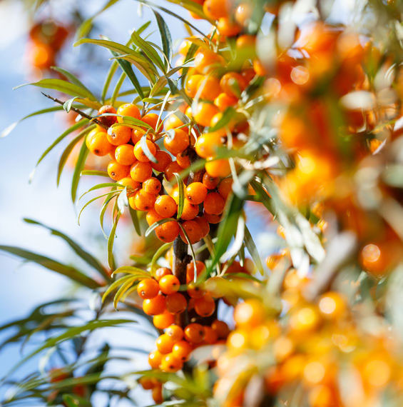 Trước đó, quả hắc mai biển được sử dụng để ngăn ngừa nhiễm trùng, cải thiện thị giác và làm chậm quá trình lão hóa. Loại quả này cũng được sử dụng làm loãng đờm, điều trị hen, rối loạn tim mạch bao gồm đau thắt ngực và cholesterol cao, ngăn ngừa bệnh mạch máu và như một chất chống oxy hoá.