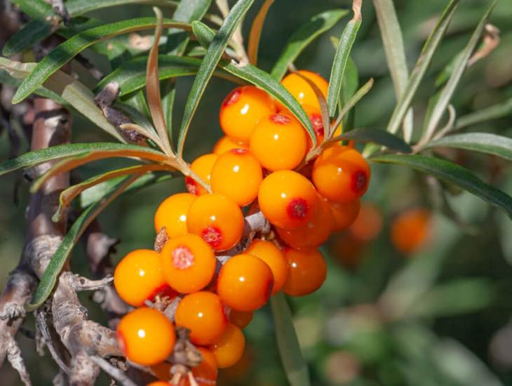 Các hoạt chất trong quả hắc mai biển như anthocyanin trắng, lignin đắng, coumarin, serotonin,… có hoạt tính chống ung thư và tác dụng chống ung thư rõ rệt, giúp ức chế và tiêu diệt ở mức nhất định tế bào ung thư trong cơ thể người, đồng thời có tác dụng ngăn chặn các yếu tố gây ung thư.